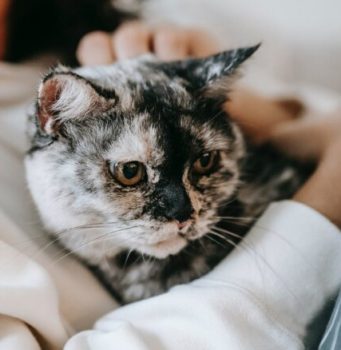 Kā pārliecināties, vai kaķu terapija palīdz pret vēdersāpēm